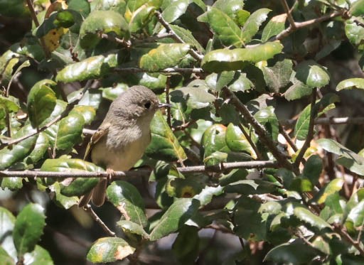 Hutton's Vireo - ML632080804