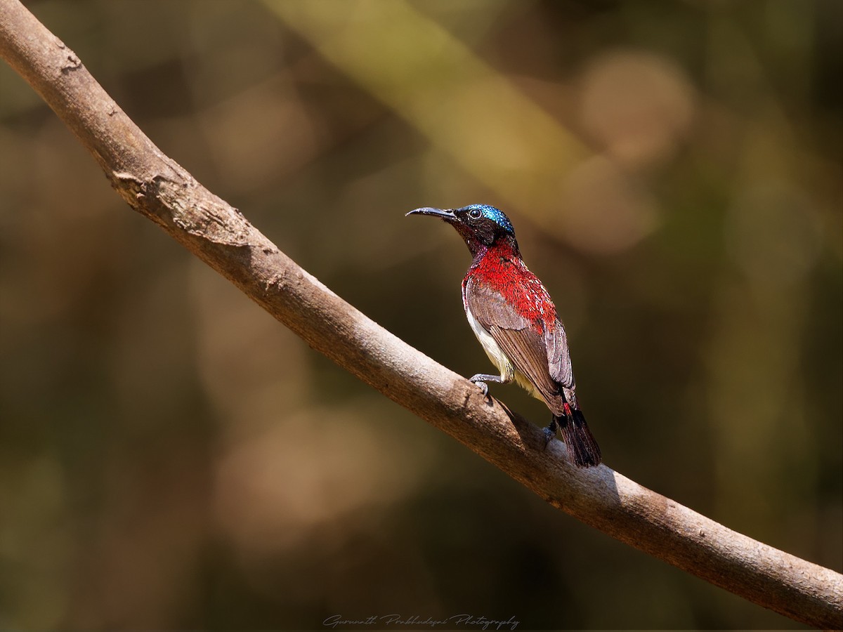 Crimson-backed Sunbird - ML632080805