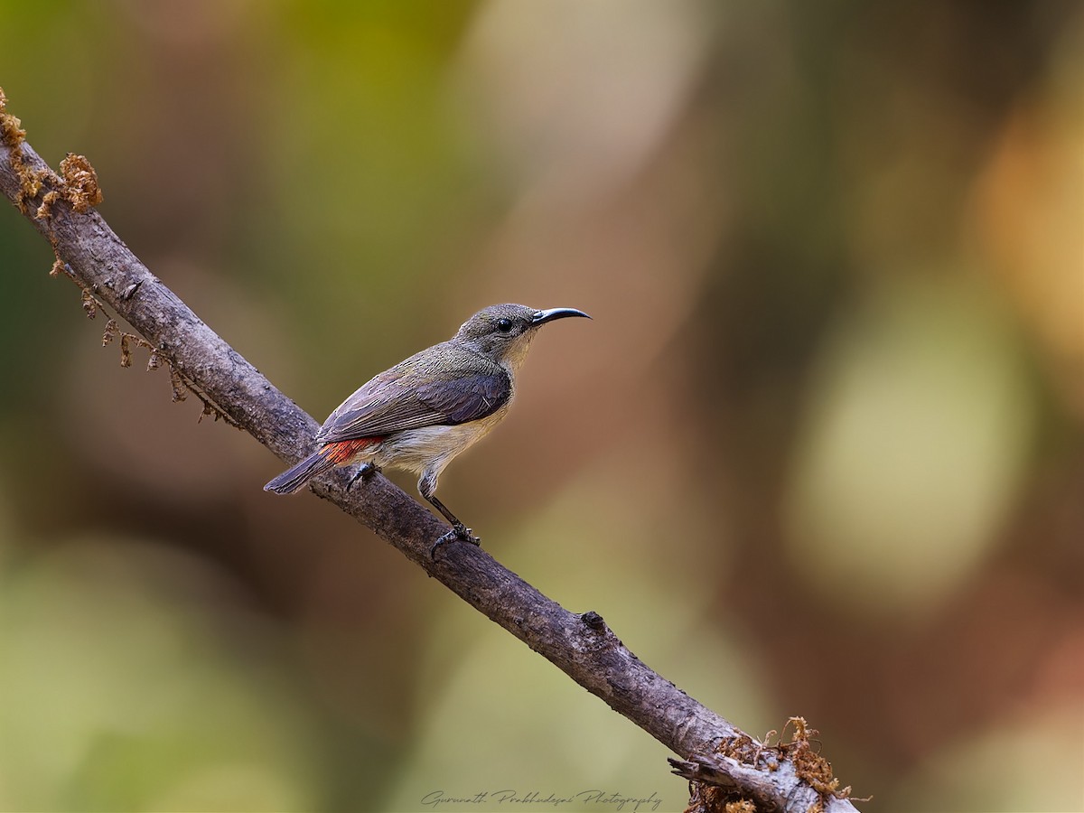 Crimson-backed Sunbird - ML632080806