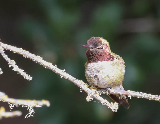 Anna's Hummingbird - ML632080815