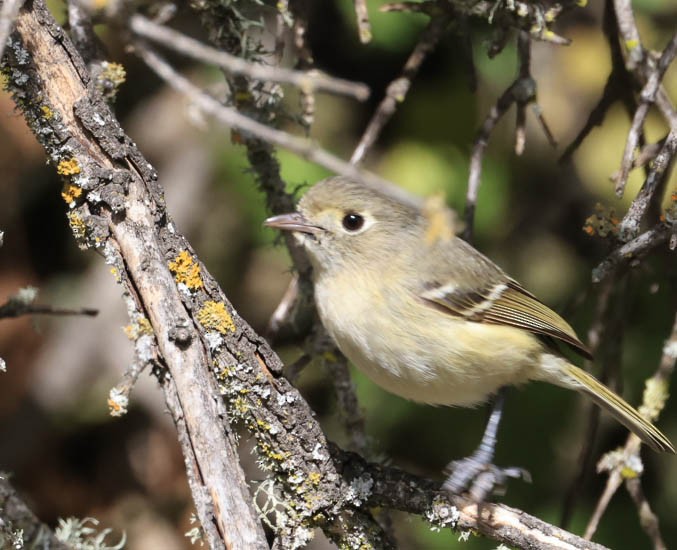 Hutton's Vireo - ML632080819