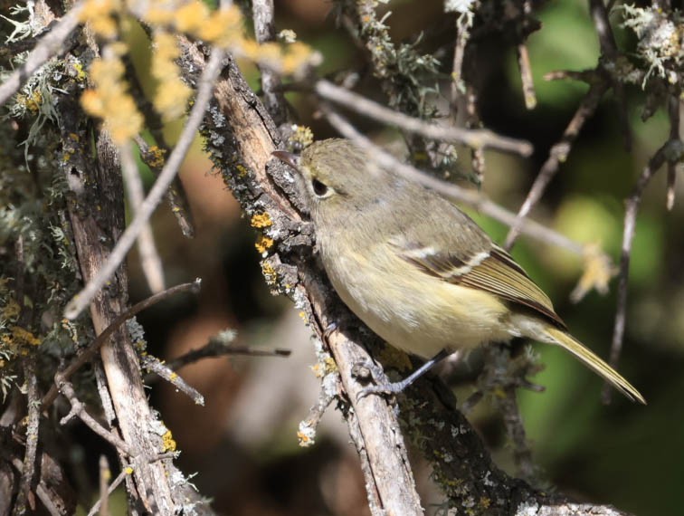 Hutton's Vireo - ML632080820