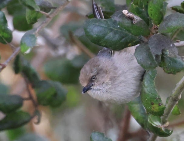 Bushtit - ML632080827
