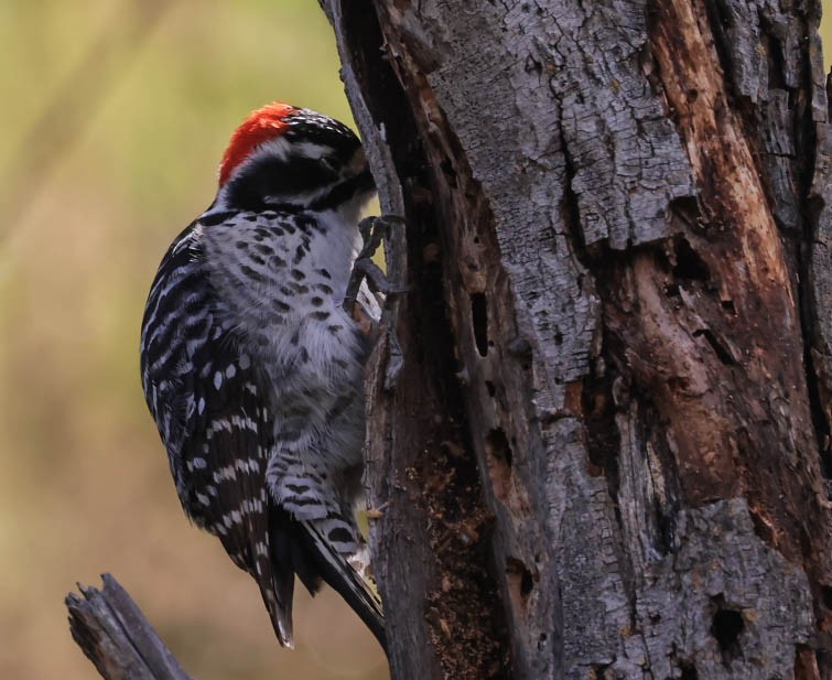 Nuttall's Woodpecker - ML632080832