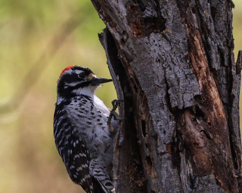 Nuttall's Woodpecker - ML632080835