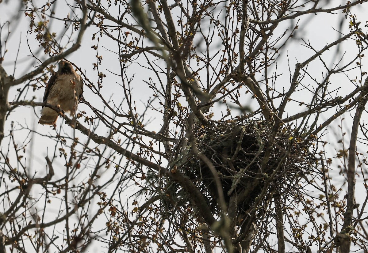 Red-tailed Hawk - ML632080839