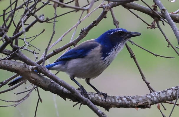 California Scrub-Jay - ML632080844