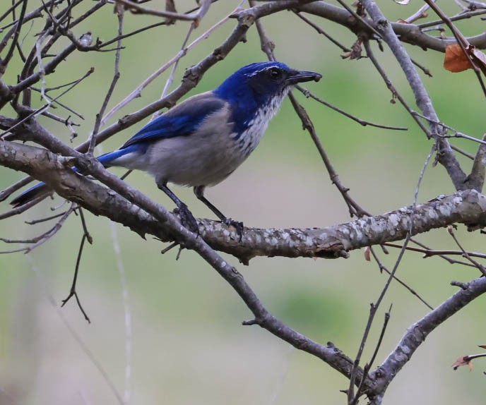California Scrub-Jay - ML632080845