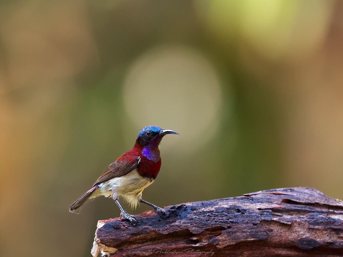 Crimson-backed Sunbird - ML632080991