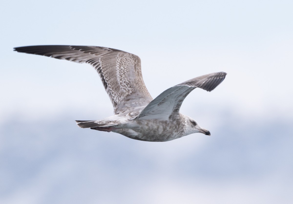 American Herring Gull - ML632081041