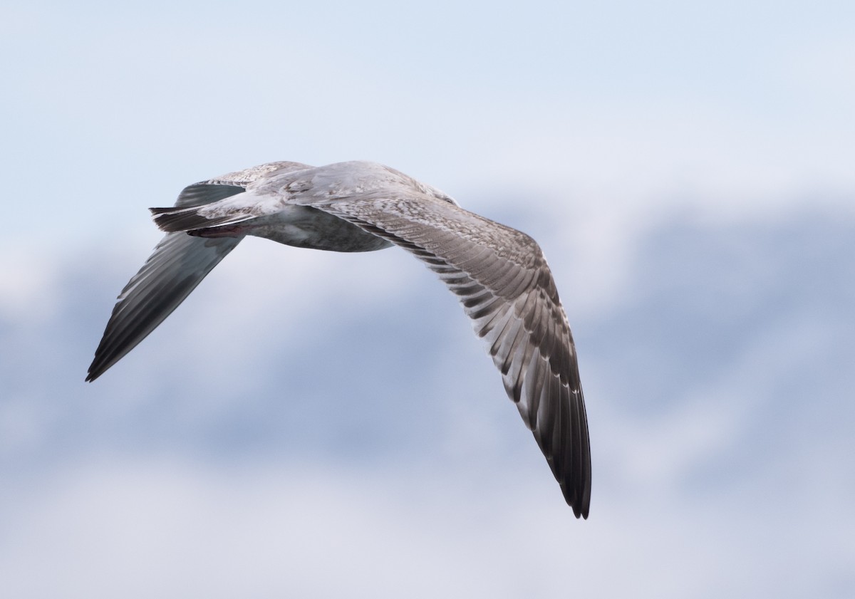 American Herring Gull - ML632081043