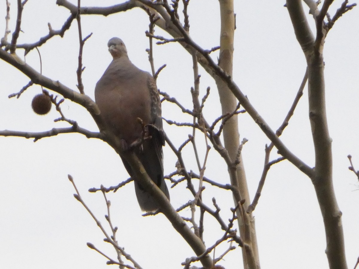 Oriental Turtle-Dove - ML632081082