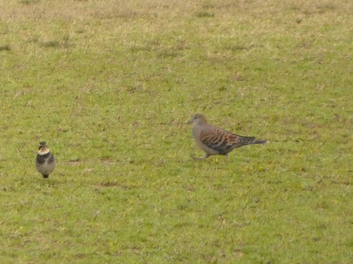 Oriental Turtle-Dove - ML632081083