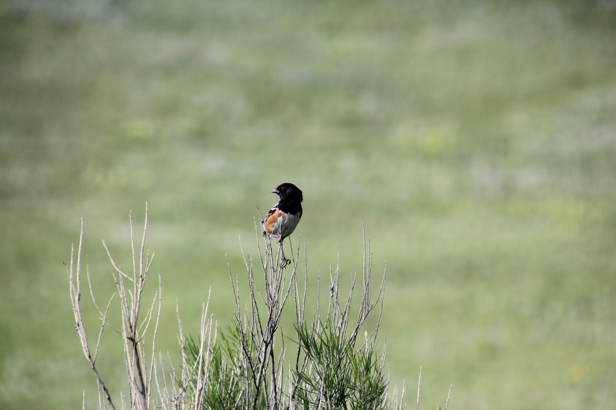 Spotted Towhee - ML632081097