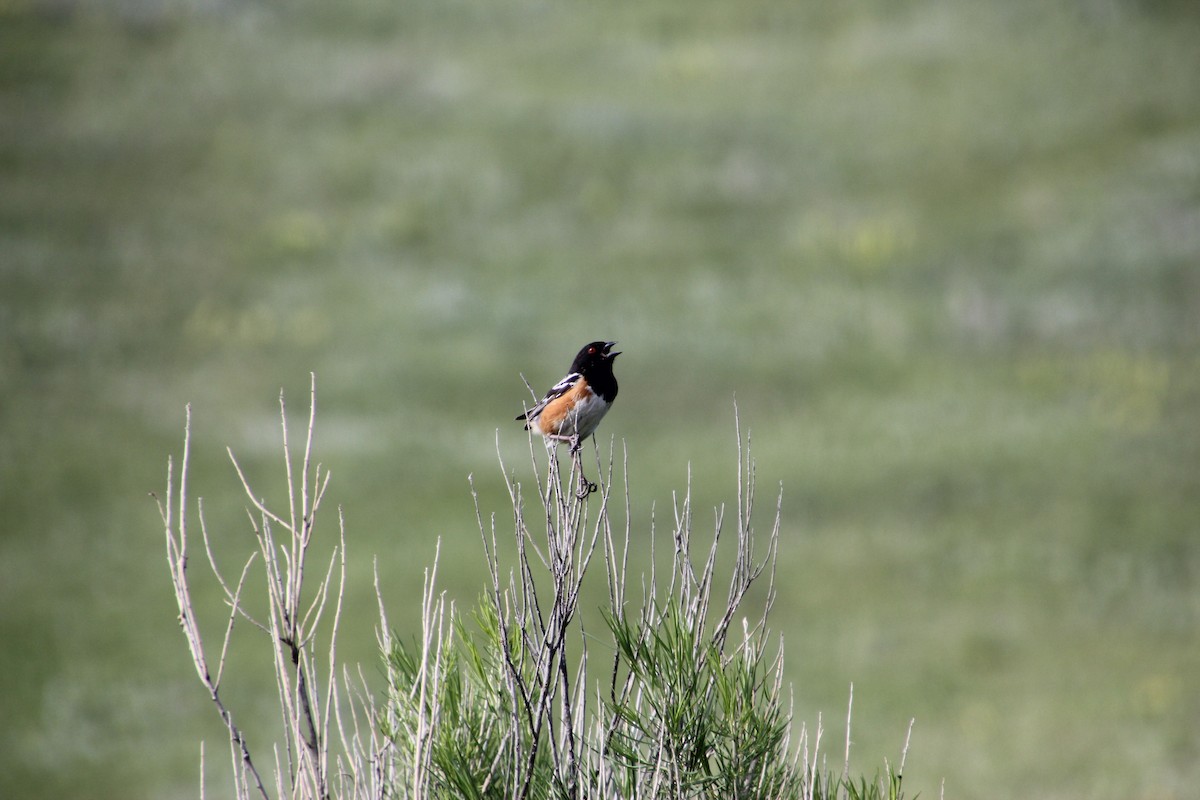 Spotted Towhee - ML632081098
