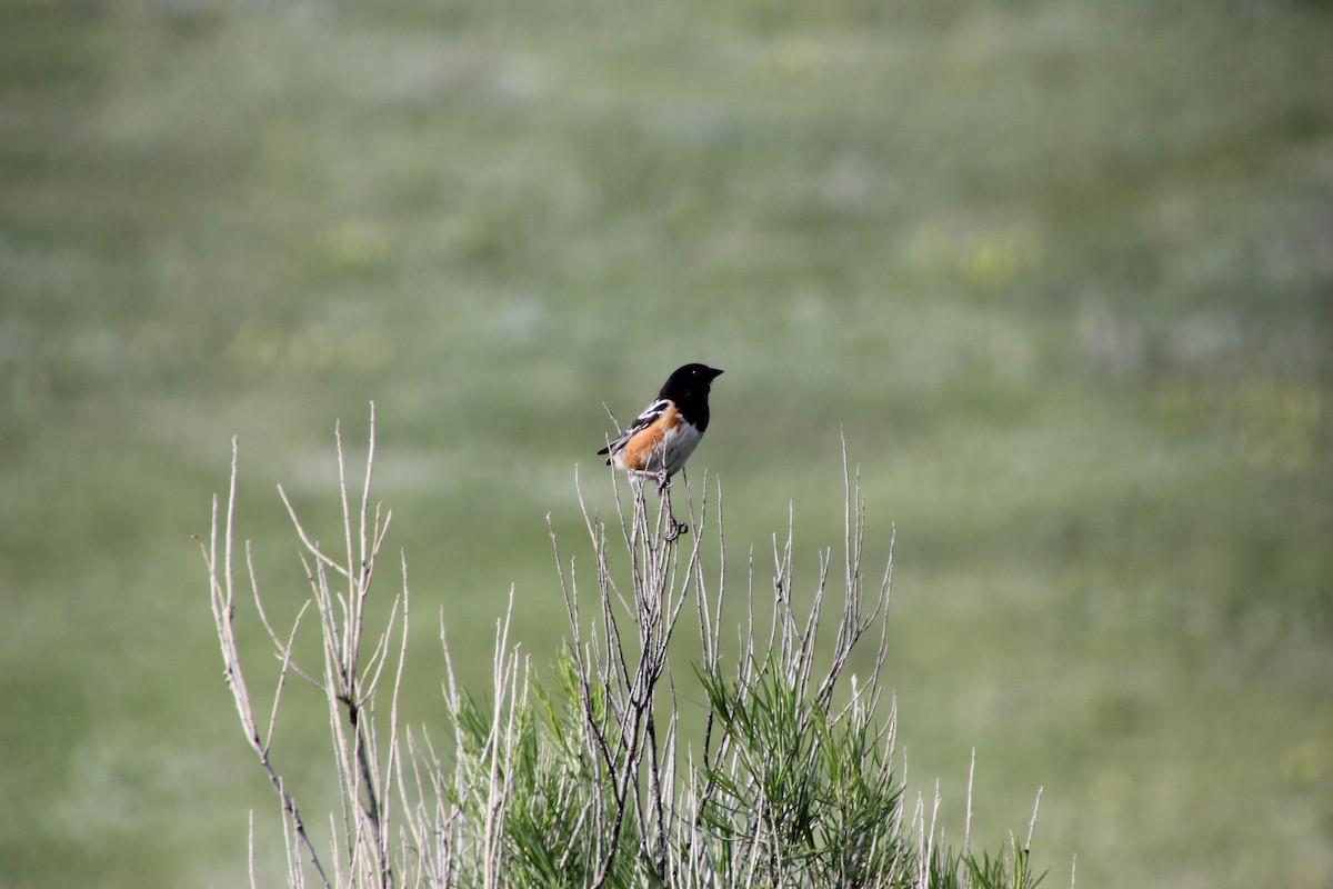 Spotted Towhee - ML632081099
