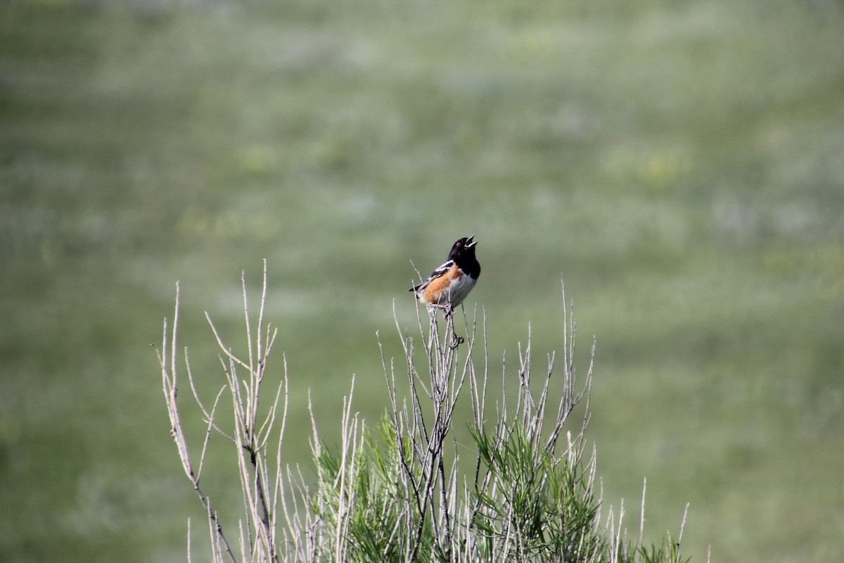 Spotted Towhee - ML632081100
