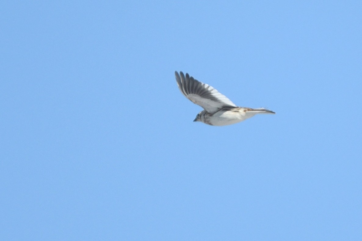 White-winged Lark - ML632081389