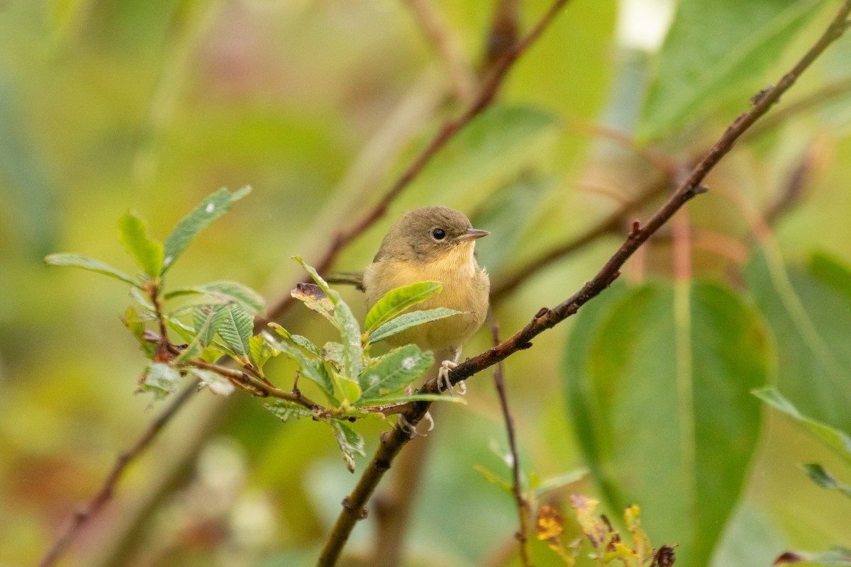 Common Yellowthroat - ML632081431