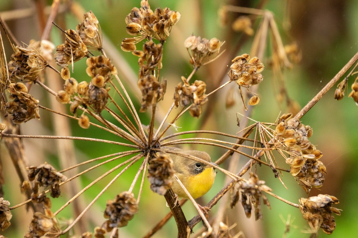 Common Yellowthroat - ML632081435