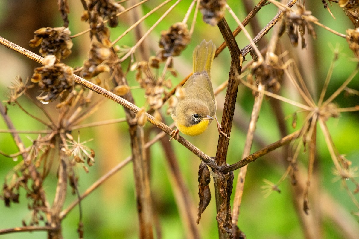 Common Yellowthroat - ML632081436