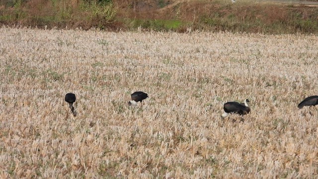 Asian Woolly-necked Stork - ML632081570
