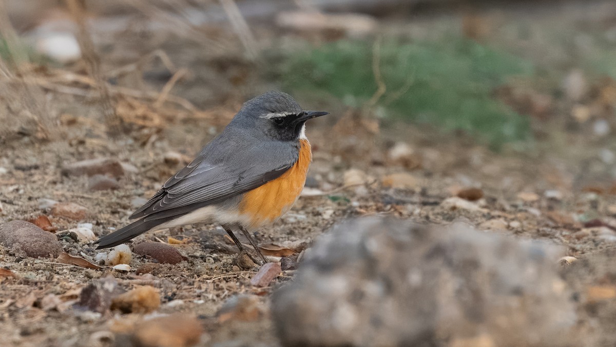 White-throated Robin - ML632082030