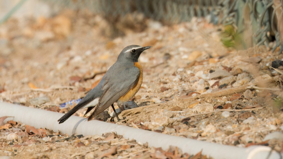 White-throated Robin - ML632082160