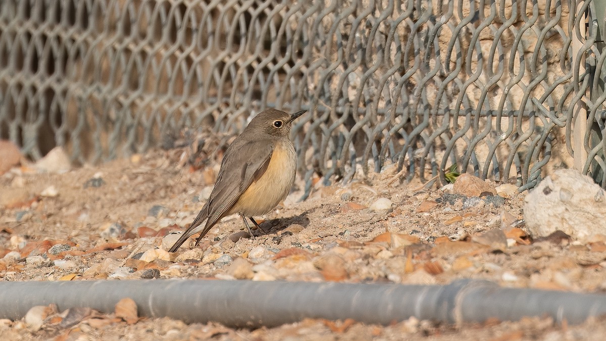 White-throated Robin - ML632082199