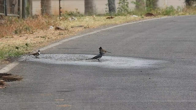 White-bellied Drongo - ML632082322