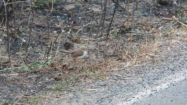 Yellow-eyed Babbler - ML632082324