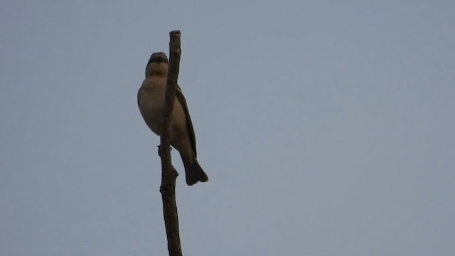 Yellow-throated Sparrow - ML632082326