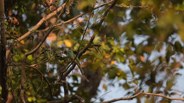 Blue-bearded Bee-eater - ML632082482