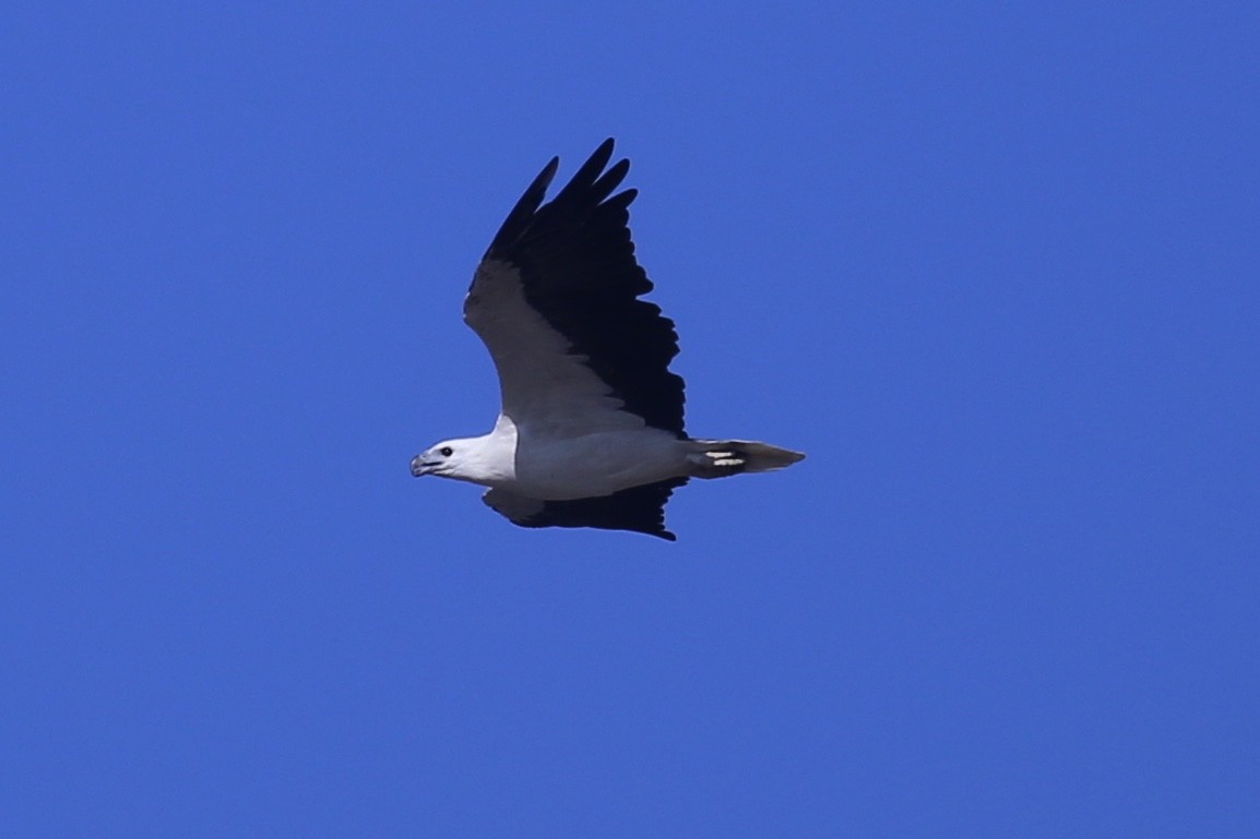 White-bellied Sea-Eagle - ML632082500