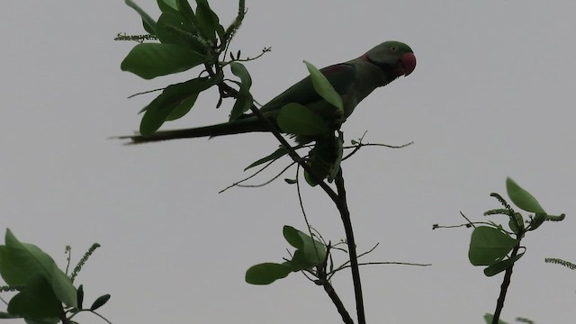 Alexandrine Parakeet - ML632082512