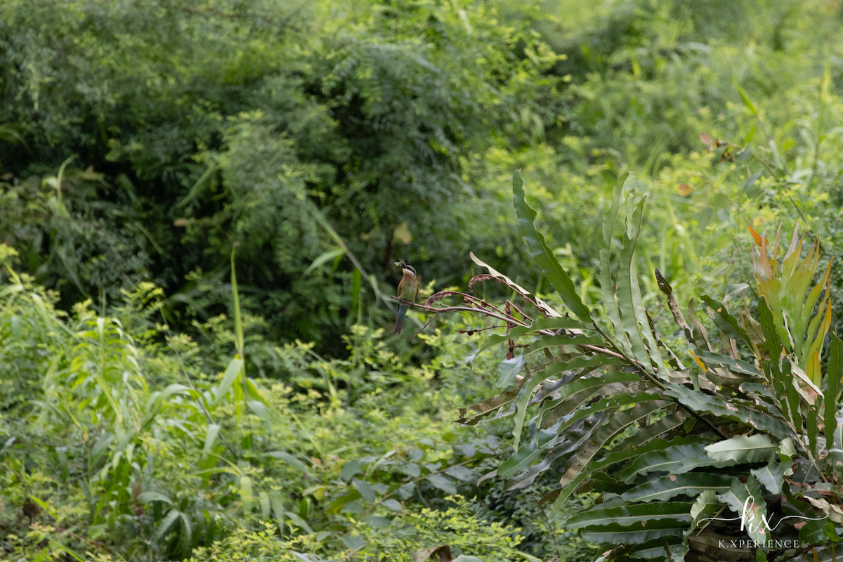 Blue-tailed Bee-eater - ML632082717