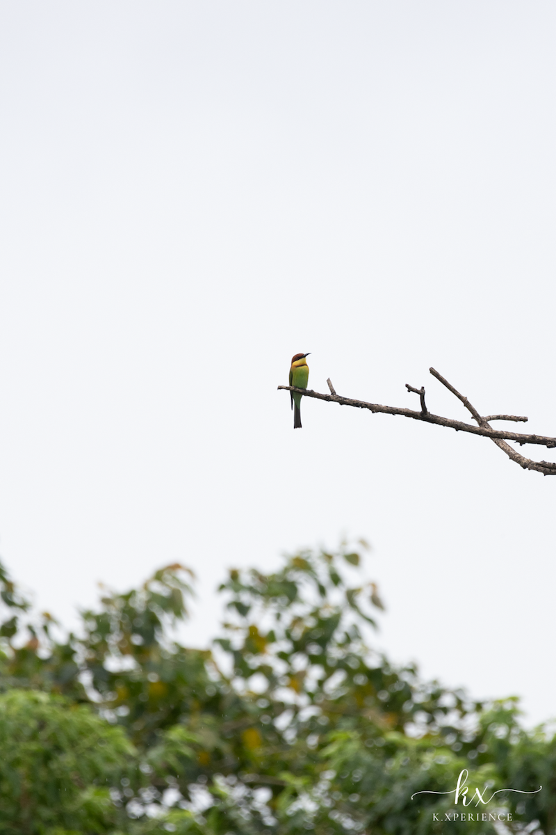 Chestnut-headed Bee-eater - ML632082718