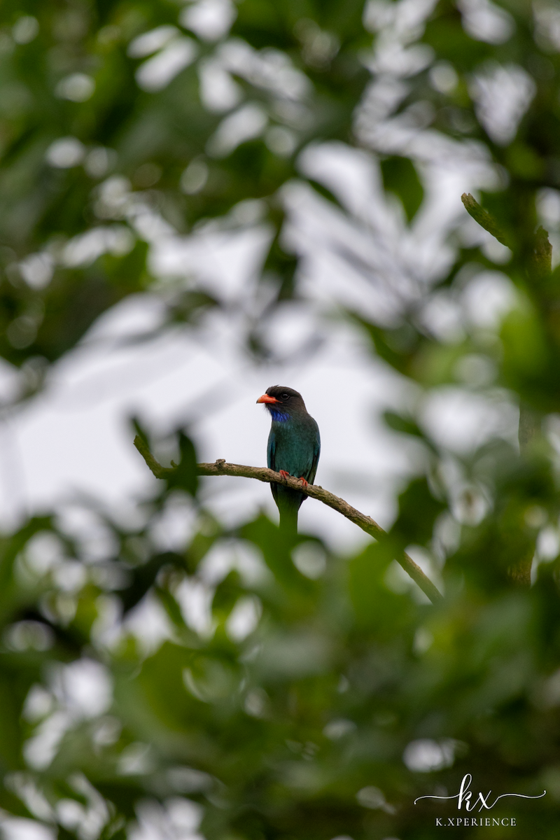 Dollarbird - ML632082723