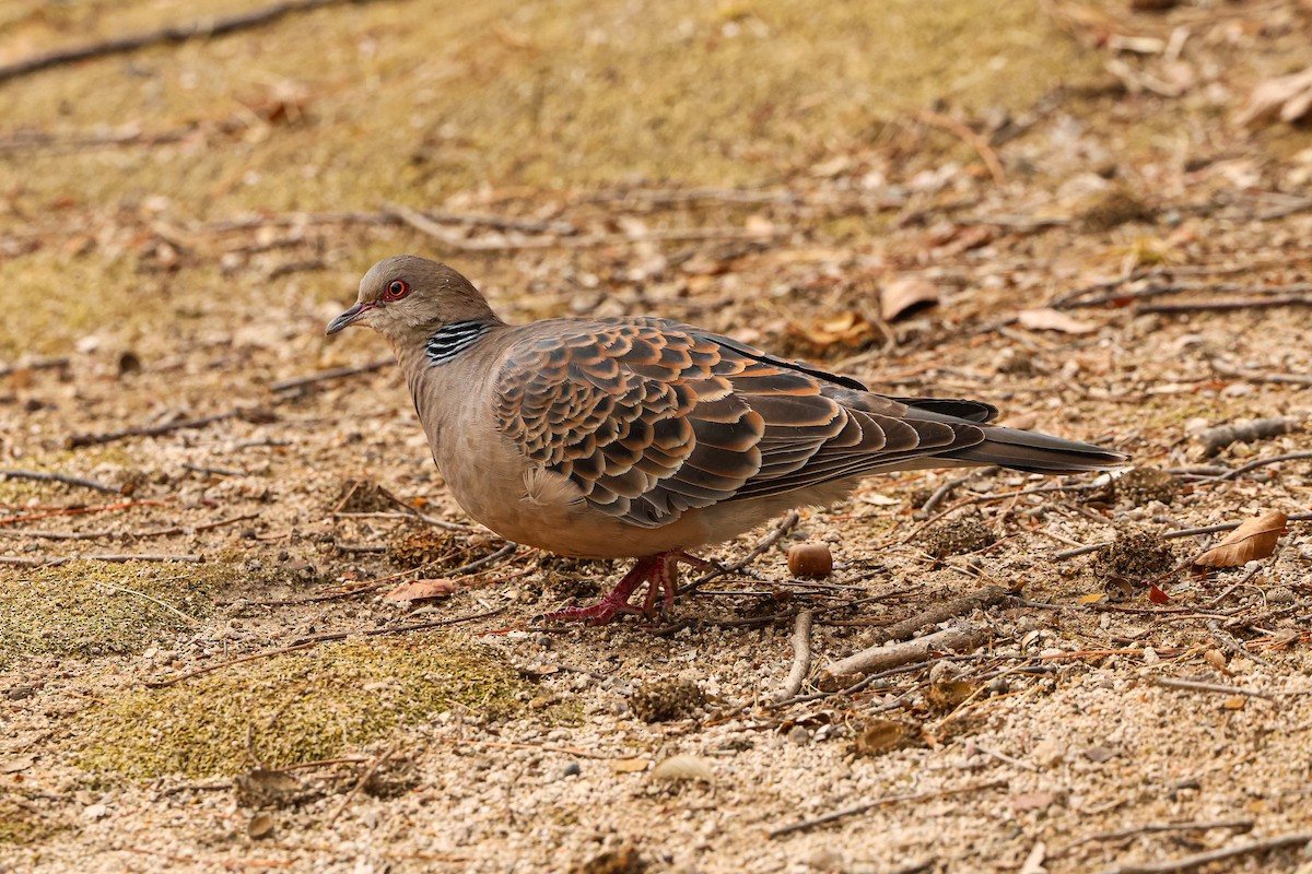 Oriental Turtle-Dove - ML632082724