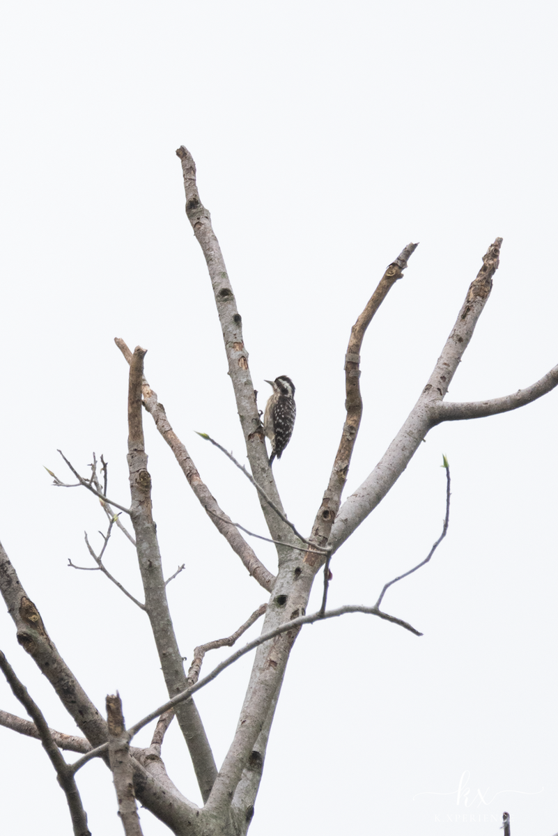 Sunda Pygmy Woodpecker - ML632082725