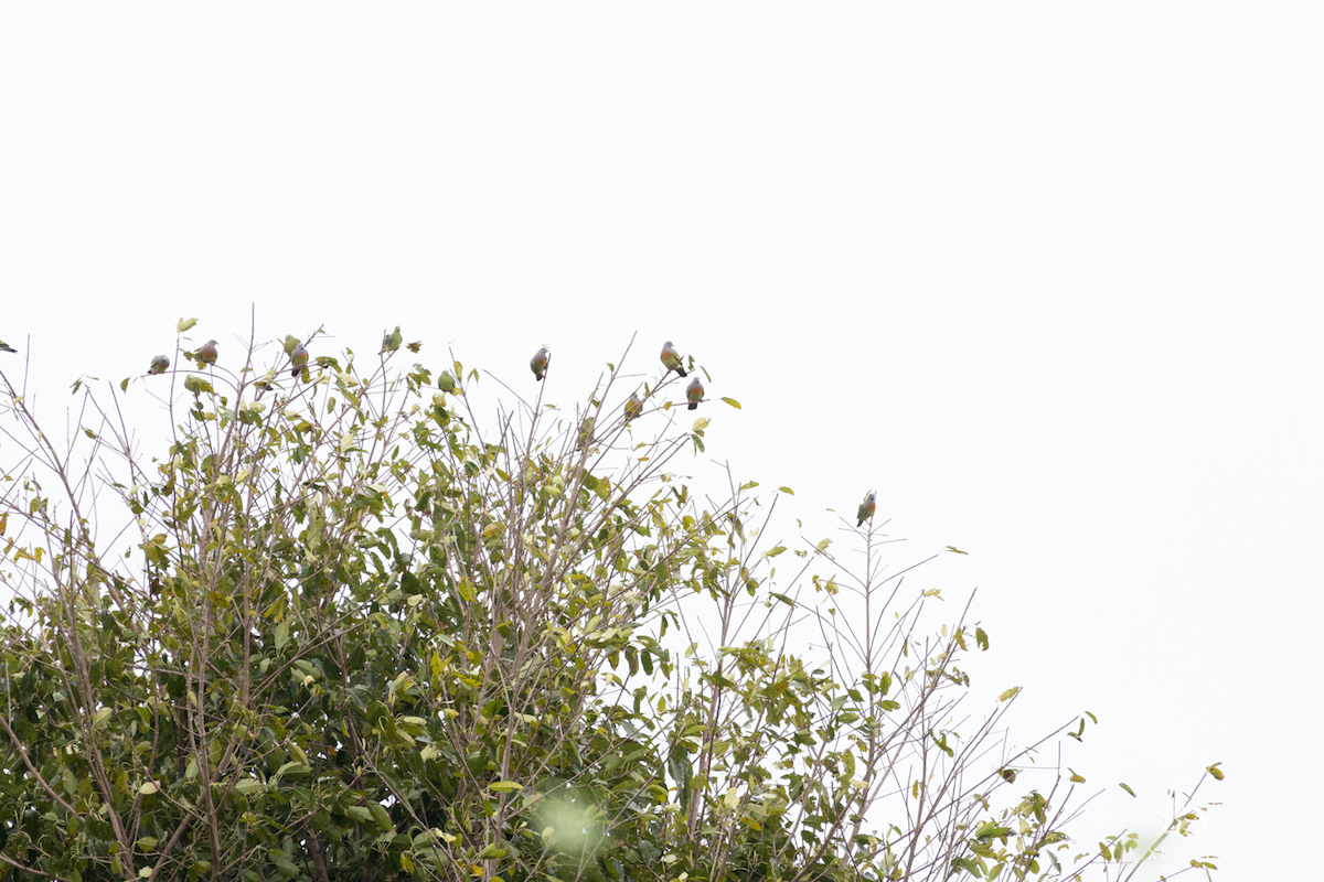 Pink-necked Green-Pigeon - ML632082760