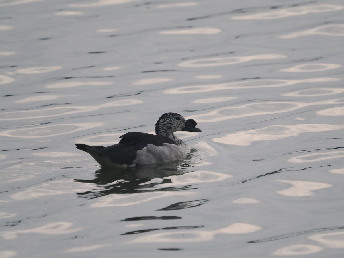 Knob-billed Duck - ML632082889