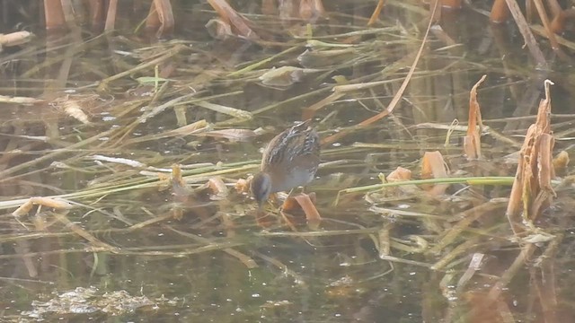 Baillon's Crake - ML632083330