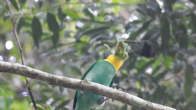 Long-tailed Broadbill - ML632083331