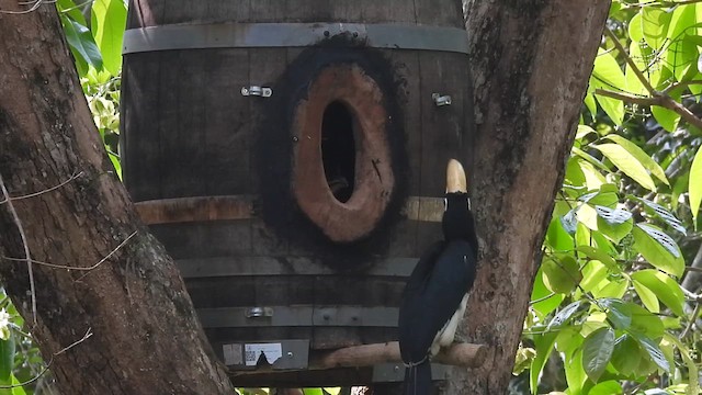 Oriental Pied-Hornbill - ML632083383