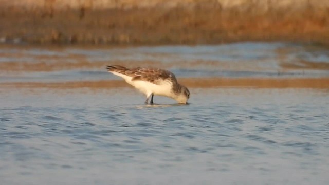Spoon-billed Sandpiper - ML632083411