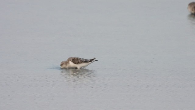 Spoon-billed Sandpiper - ML632083470