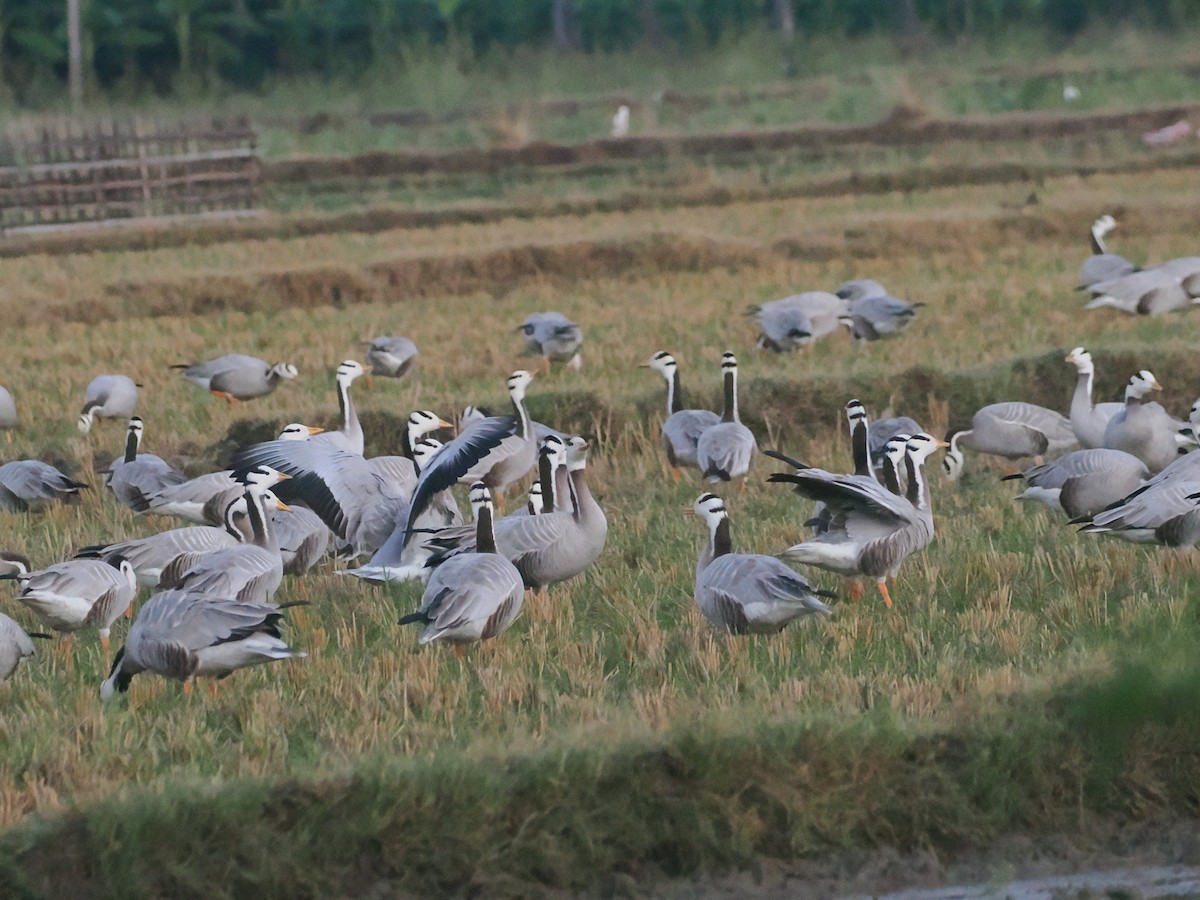 Bar-headed Goose - ML632083474