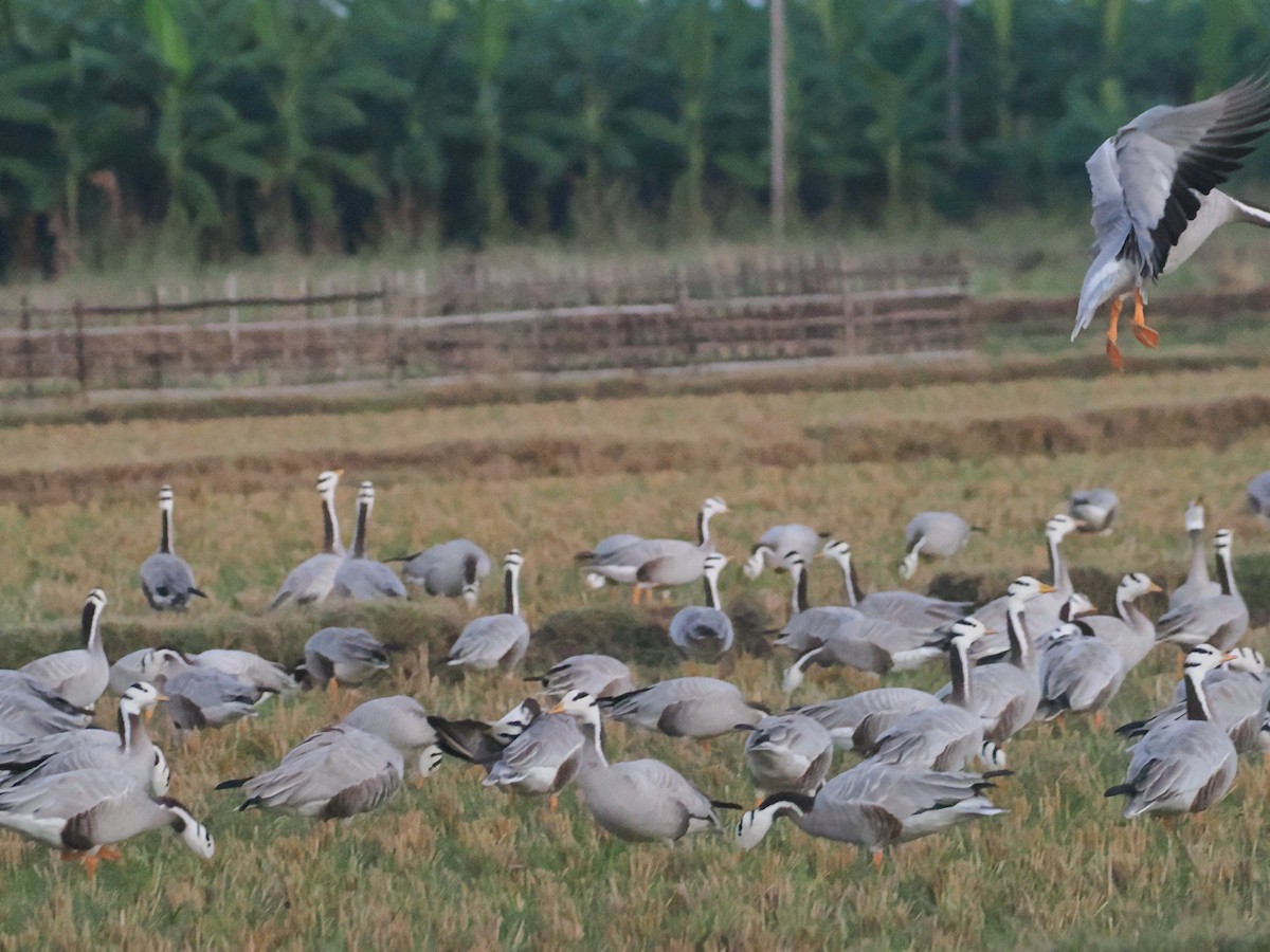 Bar-headed Goose - ML632083475