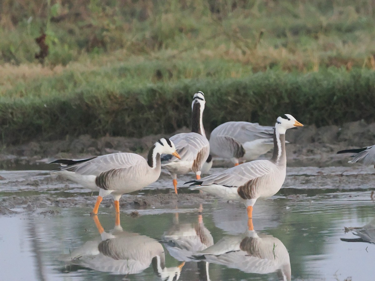 Bar-headed Goose - ML632083476